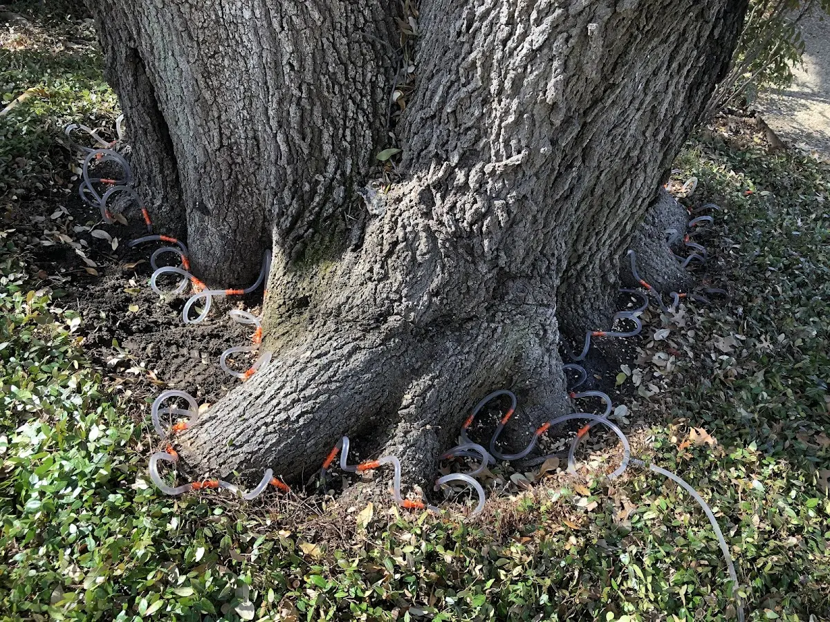 Detailed Tree Cabling and Bracing job site in Varina
