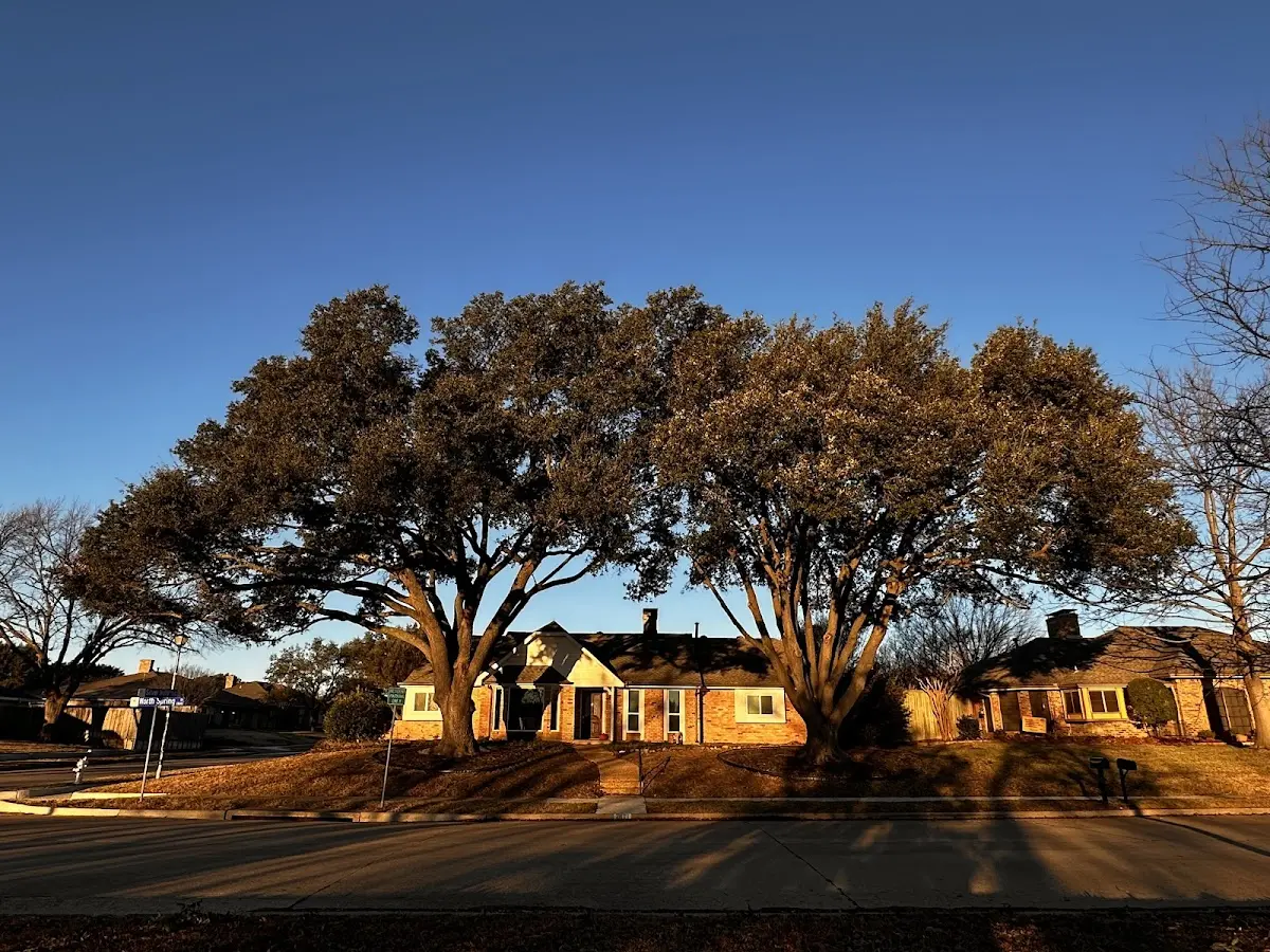 Established residential canopy tree shading a home in Varina