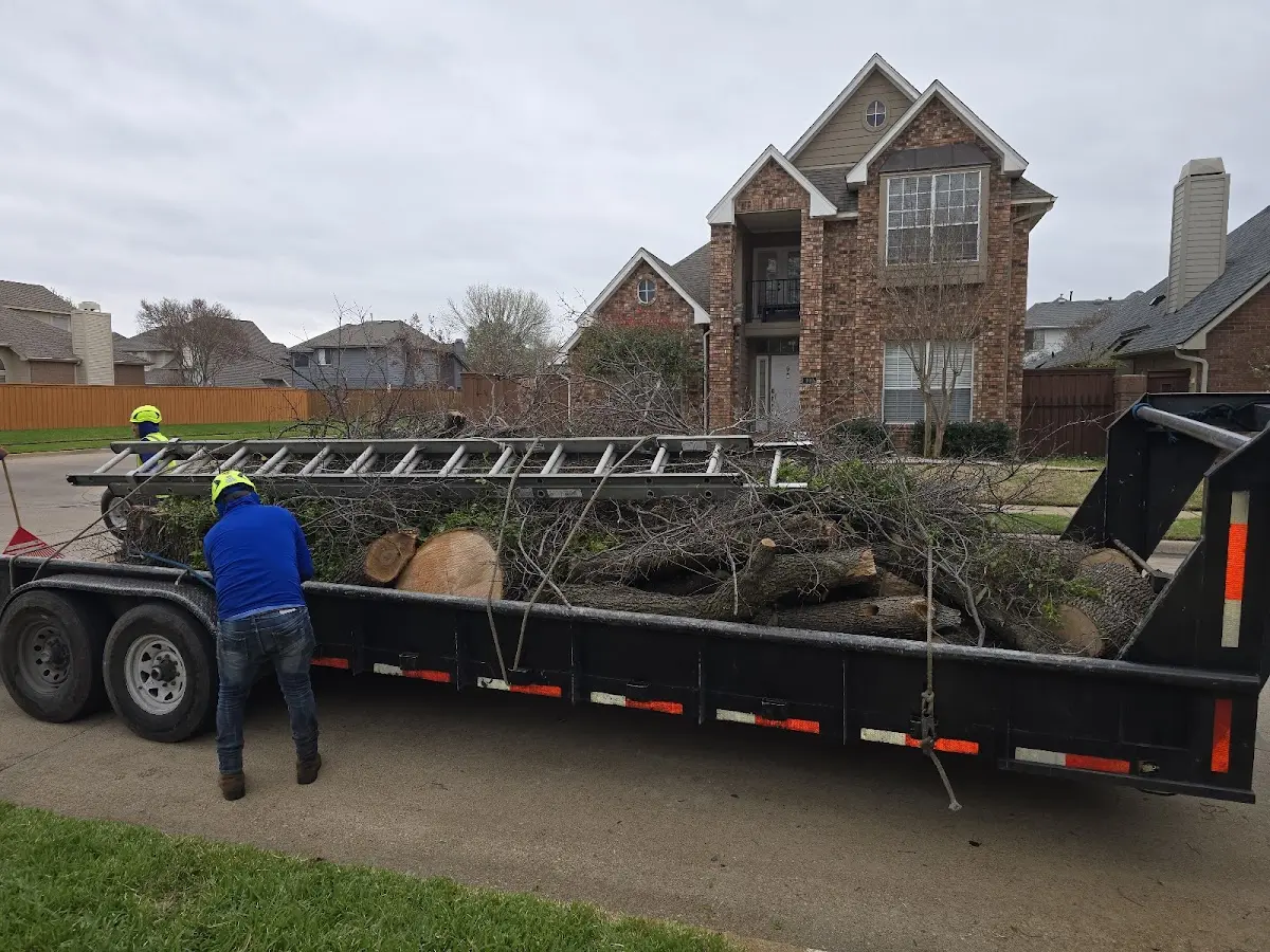 Expert Tree Pest Control with proper safety equipment in Varina